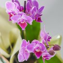 Mini Orquídea Phalaenopsis em Vaso
