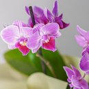 Mini Orquídea Phalaenopsis em Vaso