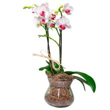 Mini Orquídea Phalaenopsis em Vaso de Vidro