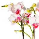Mini Orquídea Phalaenopsis em Vaso de Vidro