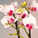Mini Orquídea Phalaenopsis em Vaso de Vidro