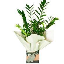 Zamioculcas no Cachepot