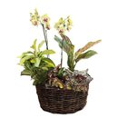 Orquídeas e Folhagens