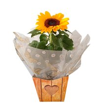 Girassol Lindo Para Presente 