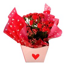 Kalanchoe Vermelho Para Presente 