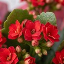 Kalanchoe Vermelho Para Presente 