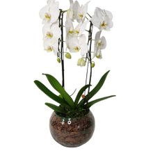 Arranjo de Orquídeas Brancas no Bowl de Vidro