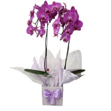 Orquídea Cascata Phalaenopsis 2 Hastes Lilás