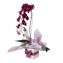 Orquídea Phalaenopsis Cascata Roxa