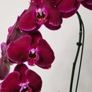 Orquídea Phalaenopsis Cascata Roxa
