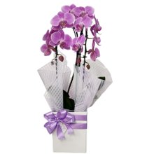 Orquídea Phalaenopsis Arco Lilás 2 Hastes 