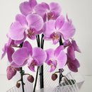 Orquídea Phalaenopsis Arco Lilás 2 Hastes 