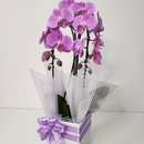Orquídea Phalaenopsis Arco Lilás 2 Hastes 