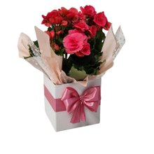 Begônia Bazan Pote 15 Rosa