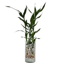 Bambu da Sorte no vidro