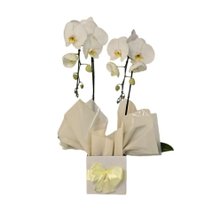 Cascata Phalaenopsis Branca 2 Hastes