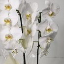 Cascata Phalaenopsis Branca 2 Hastes