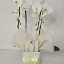 Cascata Phalaenopsis Branca 2 Hastes