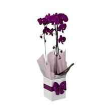Orquídea Phalaenopsis Arco roxa 2 Hastes 