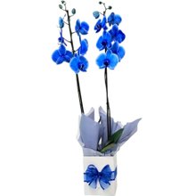 Orquídea Azul 2 Hastes
