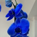 Orquídea Azul 2 Hastes