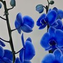 Orquídea Azul 2 Hastes