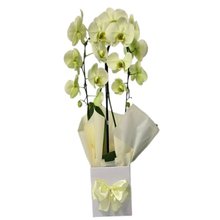 Orquídea Amarela Arco 2 Hastes