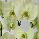 Orquídea Amarela Arco 2 Hastes