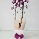 Orquídea Phalaenopsis Cascata Arco 2 Haste Vinho