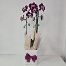 Orquídea Phalaenopsis Cascata Arco 2 Haste Vinho