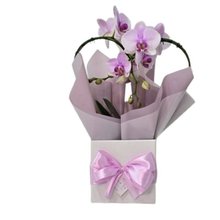 Orquídea Phalaenopsis Coração Rosa