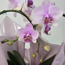 Orquídea Phalaenopsis Coração Rosa