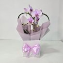 Orquídea Phalaenopsis Coração Rosa
