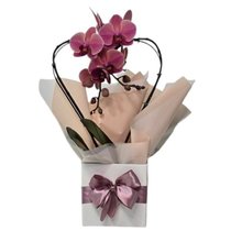 Orquídea Phalaenopsis Coração Cor Goiaba