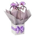 Orquídea Phalaenopsis Coração Lilás Mesclada