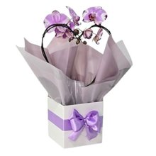 Orquídea Phalaenopsis Coração Lilás Mesclada