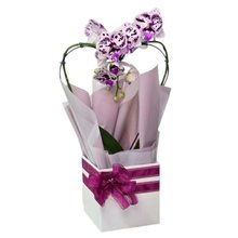 Orquídea Phalaenopsis Coração Cor Roxa Mesclada