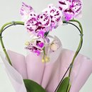 Orquídea Phalaenopsis Coração Cor Roxa Mesclada