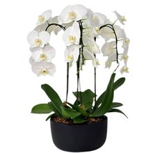Arranjo de Orquídeas Branca 