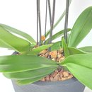 Arranjo de Orquídeas Branca 