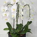 Arranjo de Orquídeas Branca 