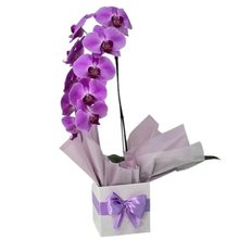 Orquídea Phalaenopsis Cascata Lilás