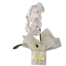 Orquídea Phalaenopsis Cascata Branca