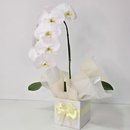 Orquídea Phalaenopsis Cascata Branca
