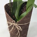 Orquídea Phalaenopsis Kit Árvore