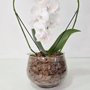 Orquídea Phalaenopsis Coração Branca no Bowl de Vidro