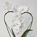 Orquídea Phalaenopsis Coração Branca no Bowl de Vidro