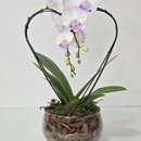 Orquídea Phalaenopsis Coração Branca no Bowl de Vidro
