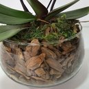 Orquídea Coração Goiaba no Bowl de Vidro