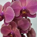 Orquídea Coração Goiaba no Bowl de Vidro